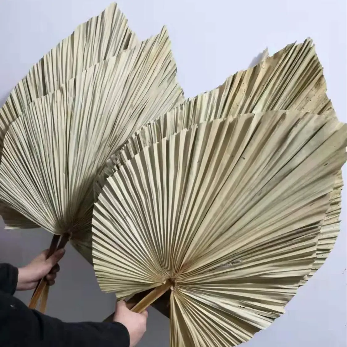 Palm Leaf Dried - ใบปาล์มแห้งธรรมชาติ, ช่อดอกไม้แห้ง DIY, ใบพัด, งานศิลปะจากพืชสำหรับงานปาร์ตี้, ของตกแต่งผนัง,