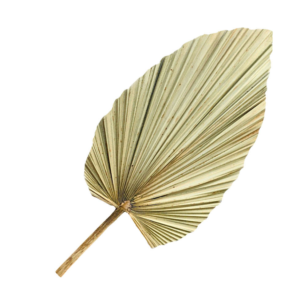 ใบปาล์มแห้งธรรมชาติ 1 ชิ้น สำห - Palm Leaf Dried บทวิจารณ์และราคา