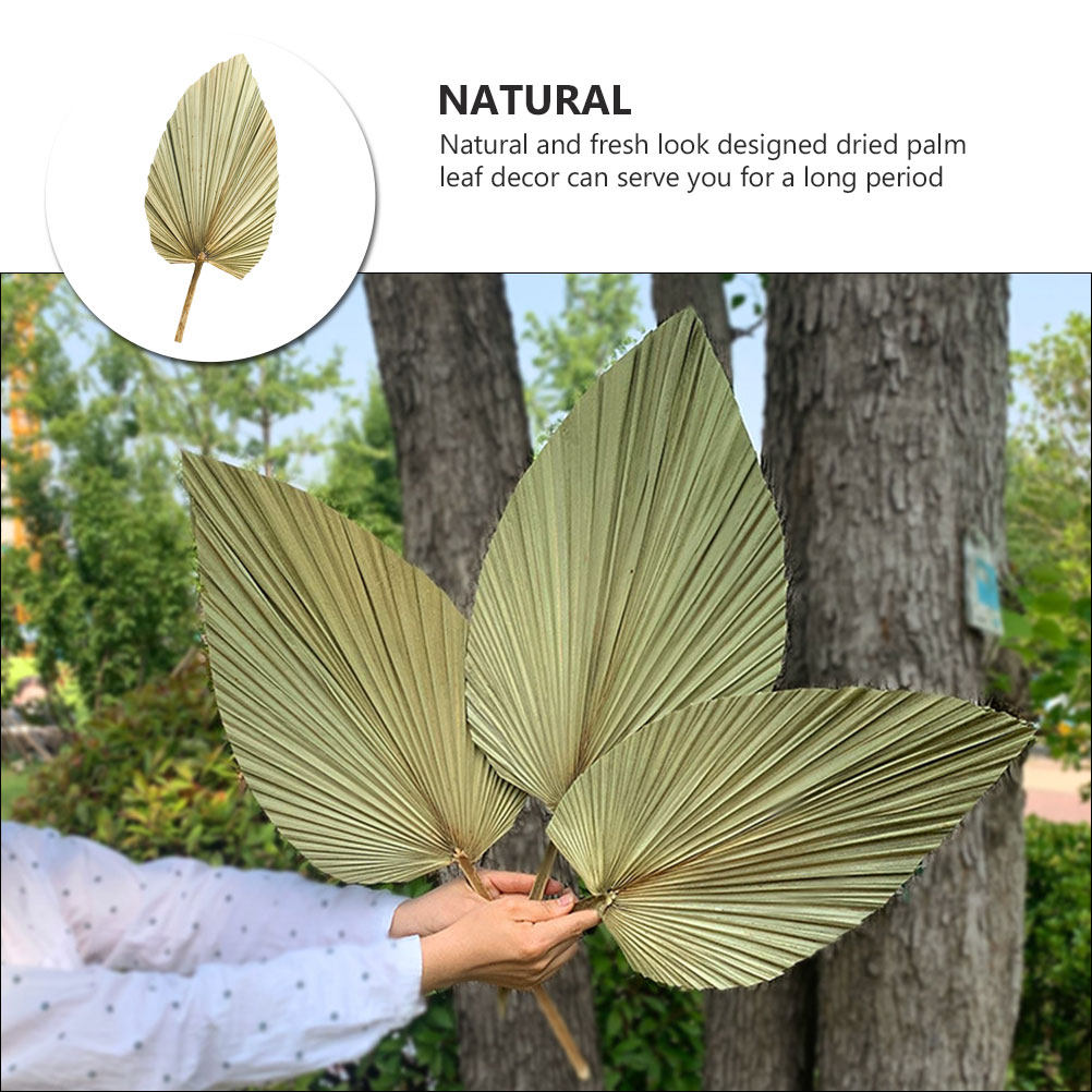 ใบปาล์มแห้งธรรมชาติ 1 ชิ้น สำห - Palm Leaf Dried บทวิจารณ์และราคา