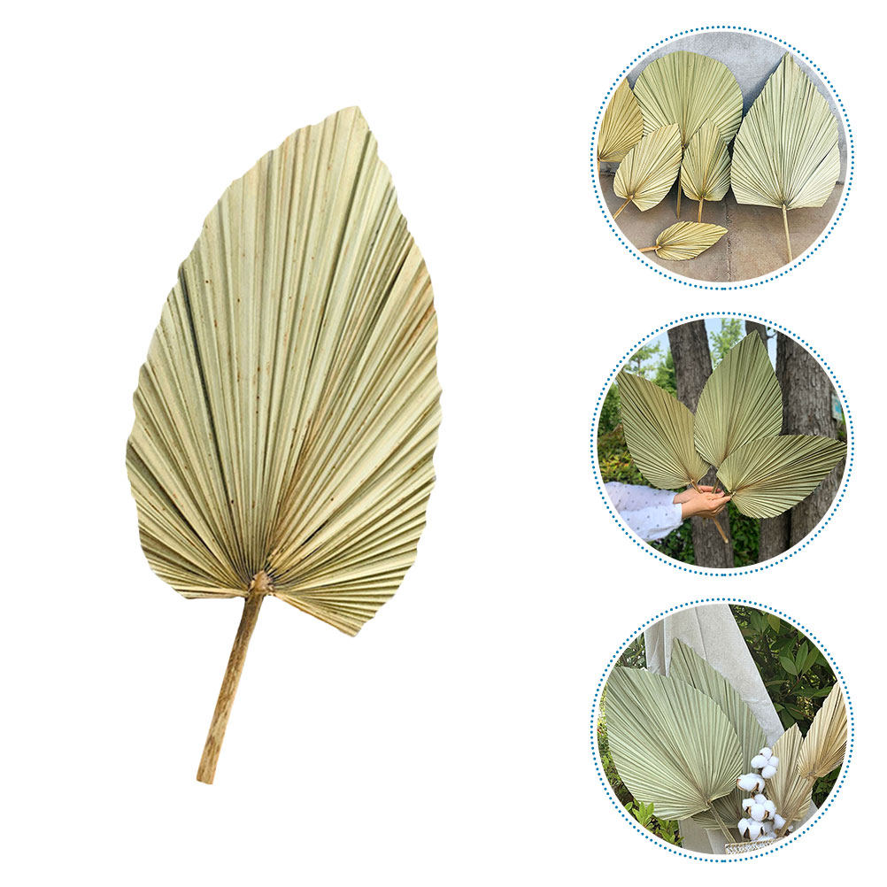 ใบปาล์มแห้งธรรมชาติ 1 ชิ้น สำห - Palm Leaf Dried บทวิจารณ์และราคา