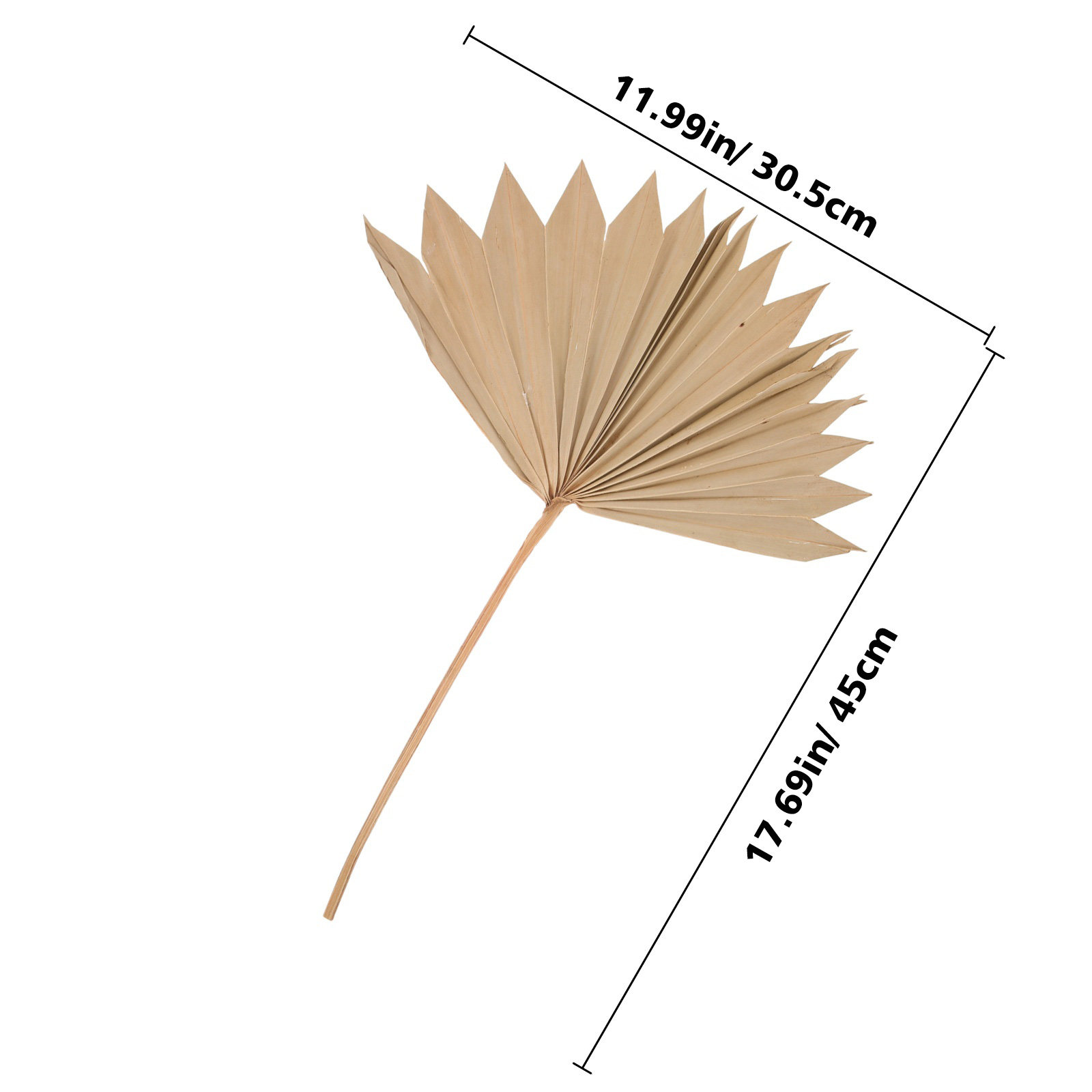 ใบปาล์มแห้ง 4 ชิ้น ตกแต่งสไตล์ - Palm Leaf Dried บทวิจารณ์และราคา