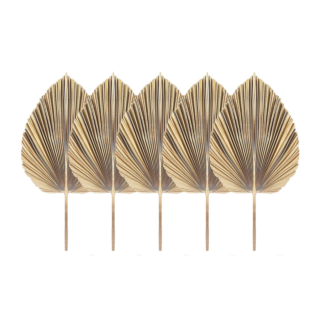 5 ชิ้นธรรมชาติแห้งใบปาล์ม Trop - Palm Leaf Dried บทวิจารณ์และราคา