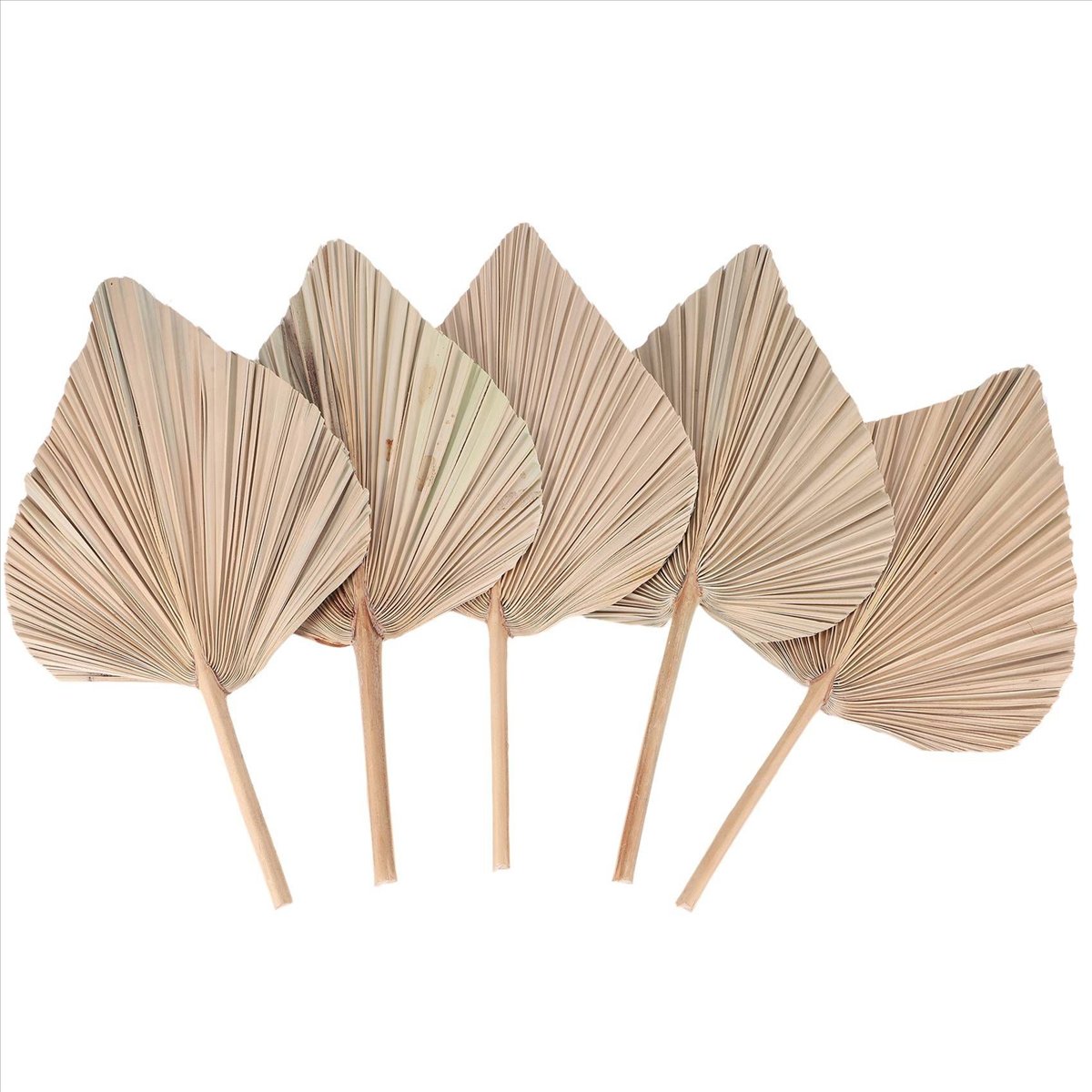 NOCM ใบปาล์มแห้งตกแต่งห้อง 5 ช - Palm Leaf Dried บทวิจารณ์และราคา