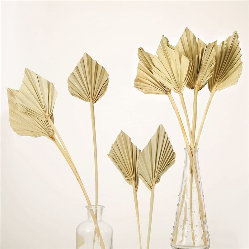 ใบปาล์มแห้ง ABYN-Boho ขนาดเล็ก - Palm Leaf Dried บทวิจารณ์และราคา