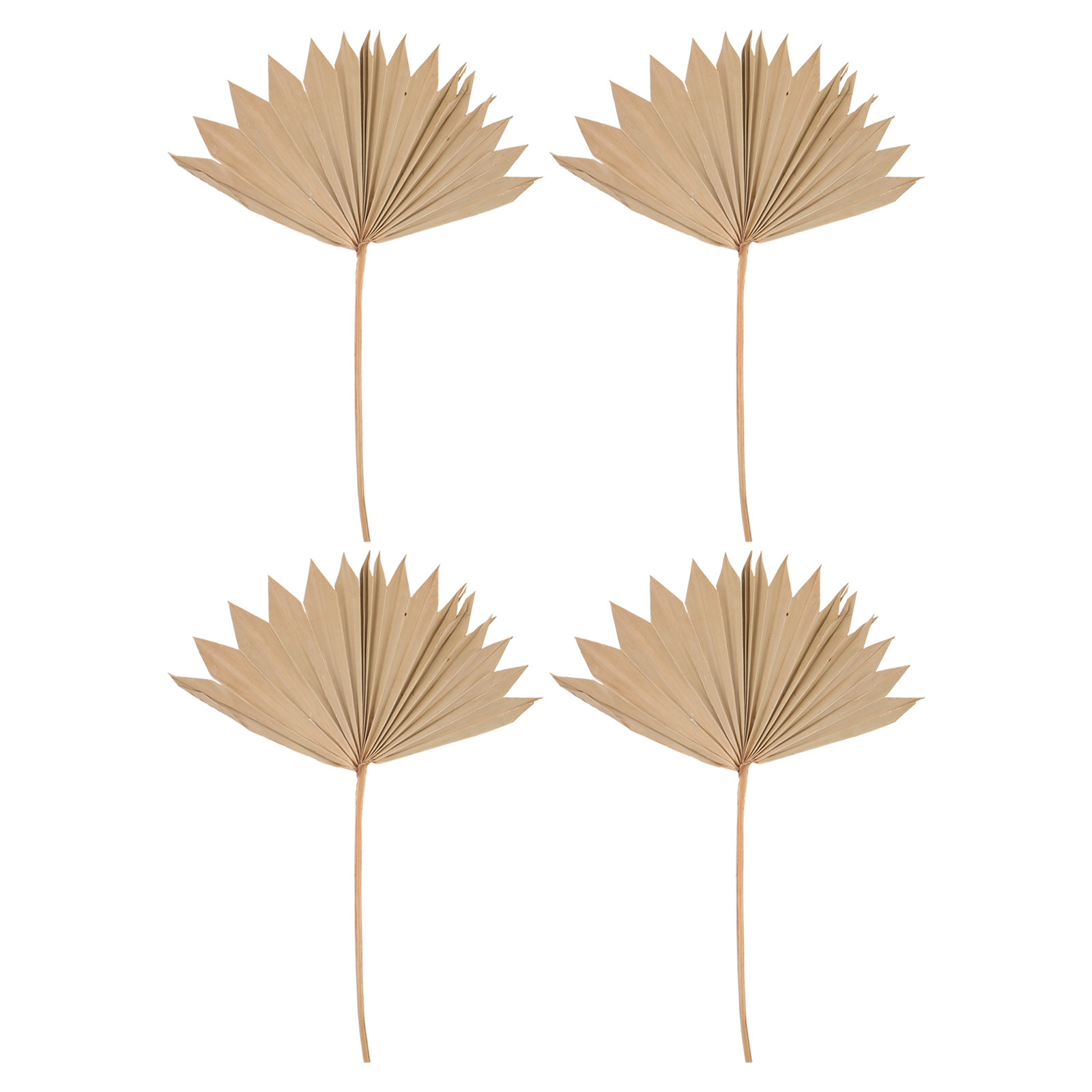 ใบปาล์มแห้ง 4 ชิ้น สำหรับตกแต่ - Palm Leaf Dried บทวิจารณ์และราคา