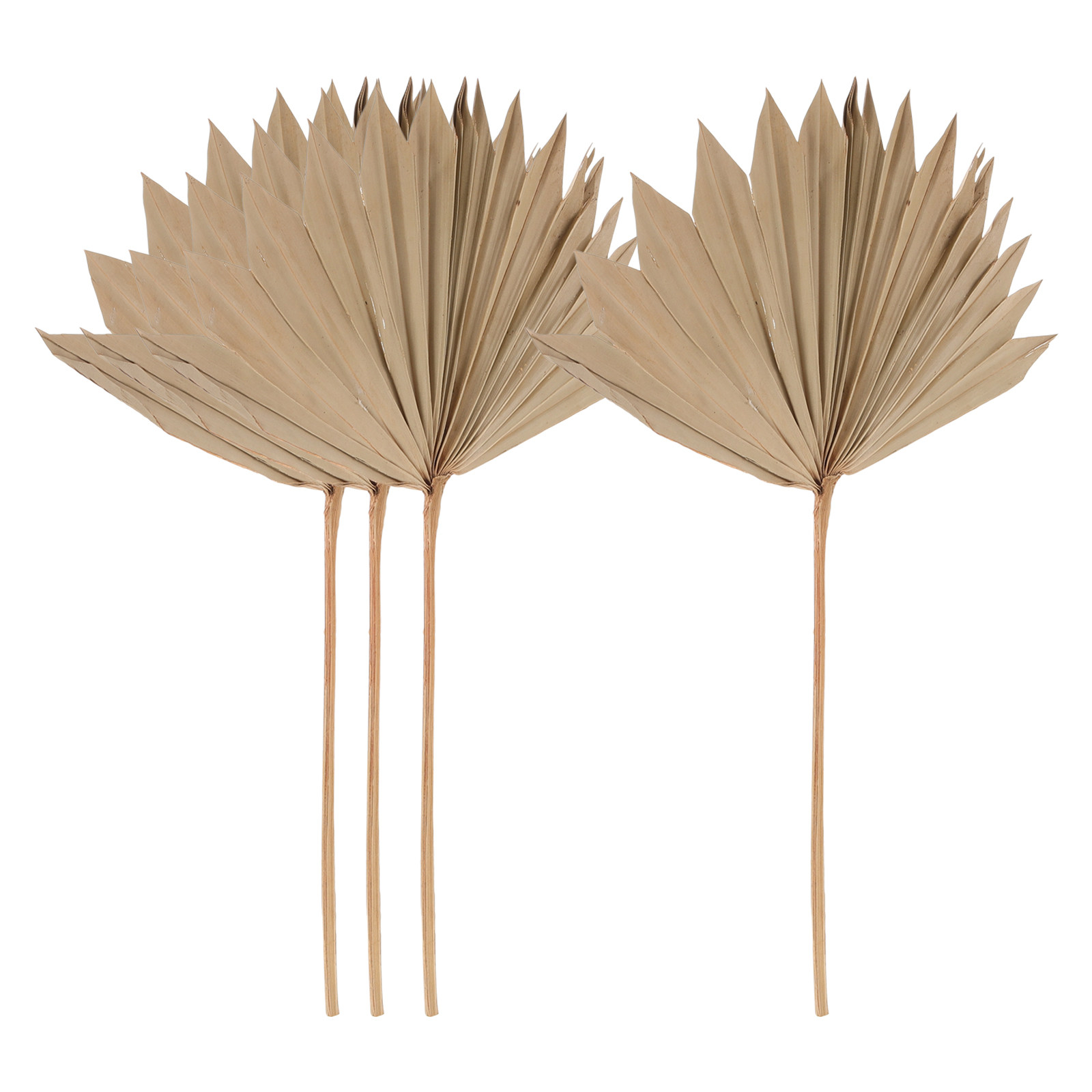 ใบปาล์มแห้ง 4 ชิ้น สำหรับตกแต่ - Palm Leaf Dried บทวิจารณ์และราคา