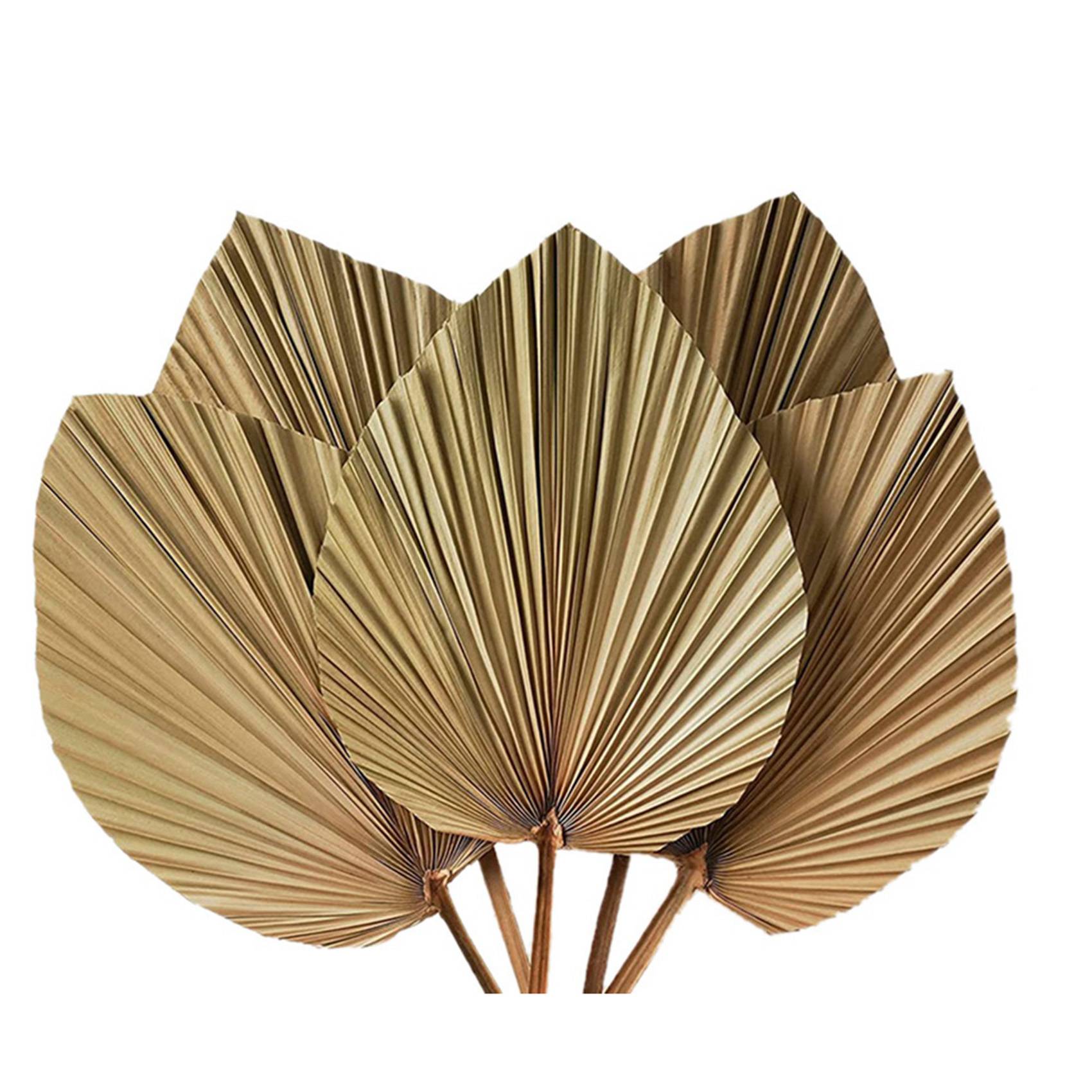 ใบปาล์มแห้งตกแต่งห้อง 10 ชิ้น  - Palm Leaf Dried บทวิจารณ์และราคา