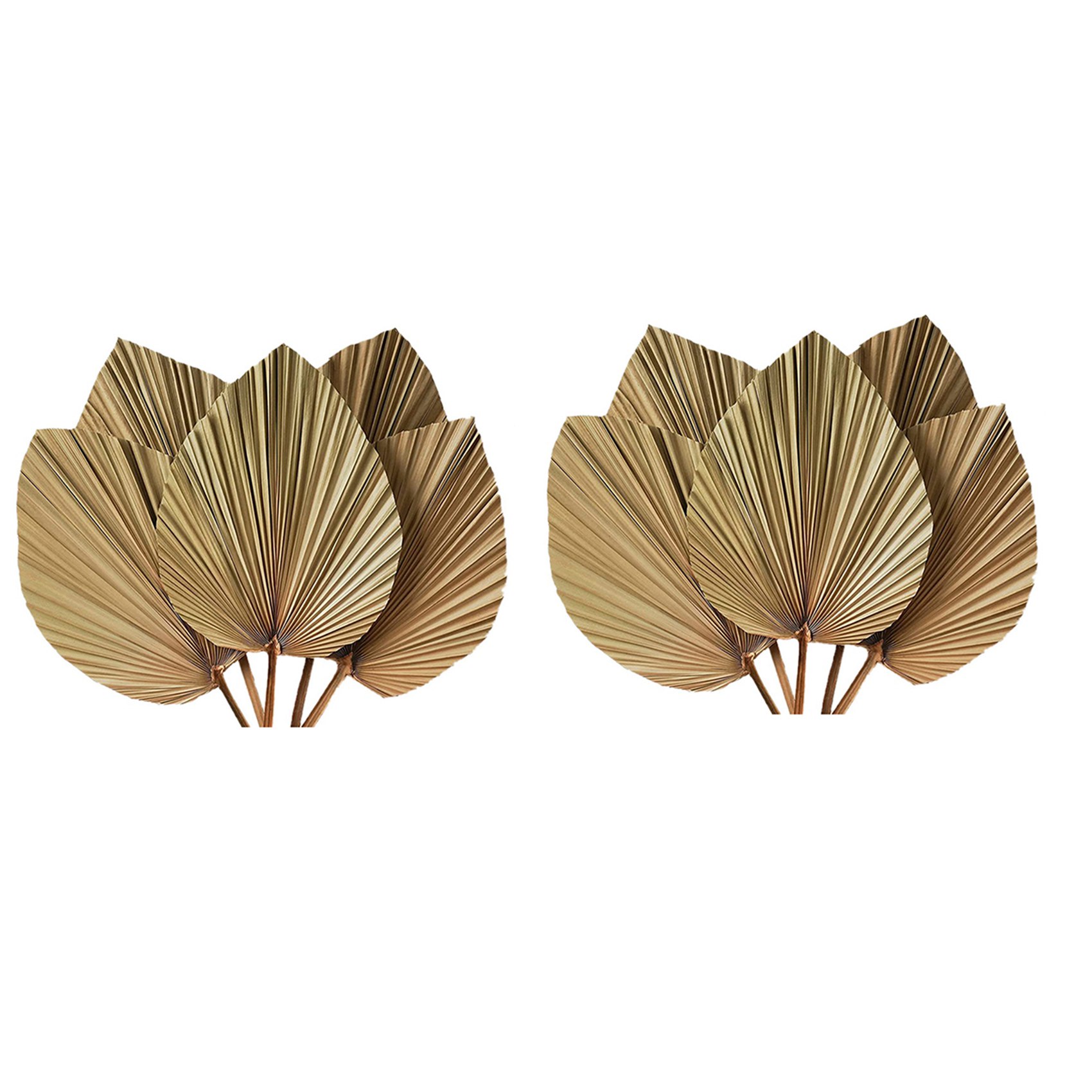 ใบปาล์มแห้งตกแต่งห้อง 10 ชิ้น  - Palm Leaf Dried บทวิจารณ์และราคา