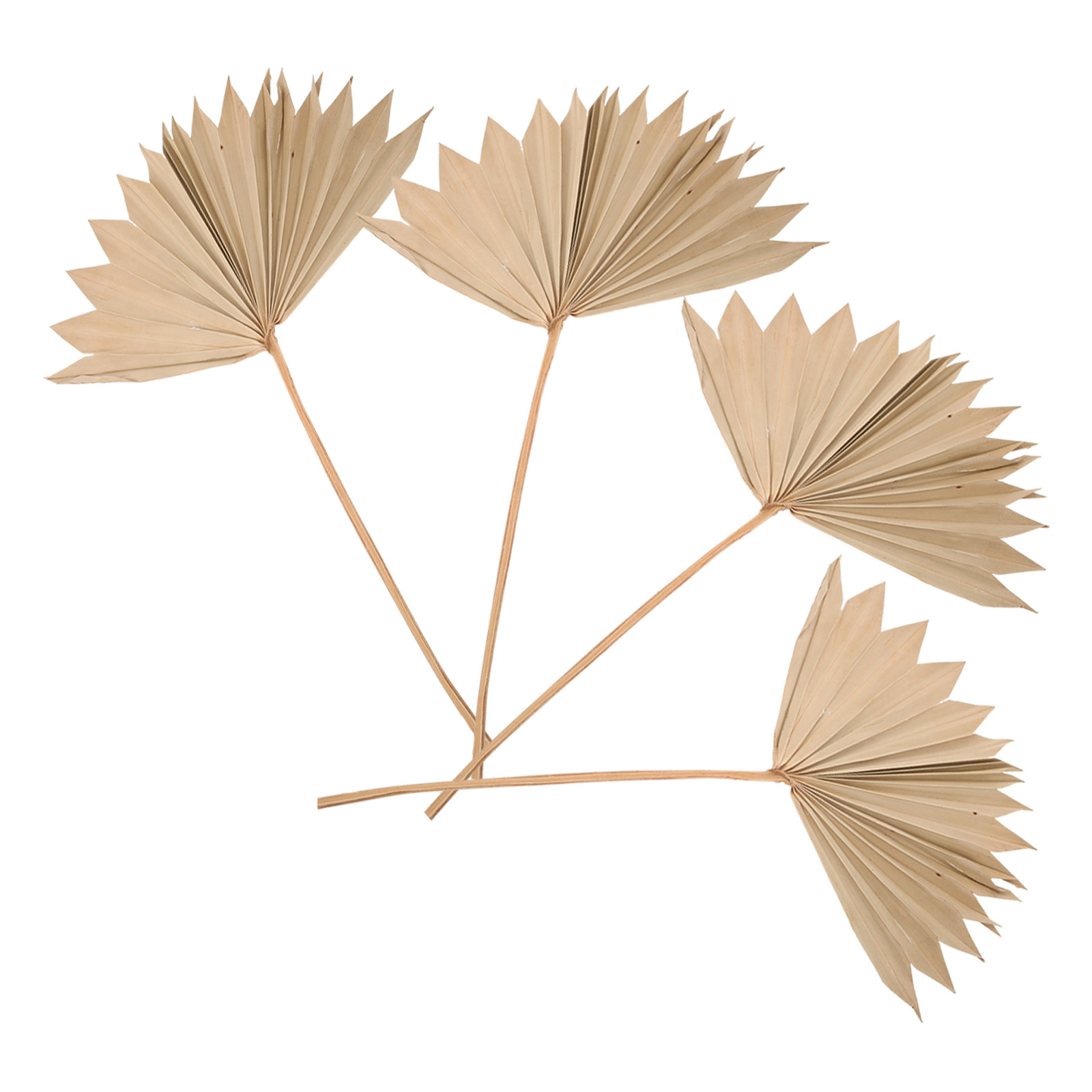 ใบปาล์มแห้งตกแต่ง 4 ชิ้น ของตก - Palm Leaf Dried บทวิจารณ์และราคา