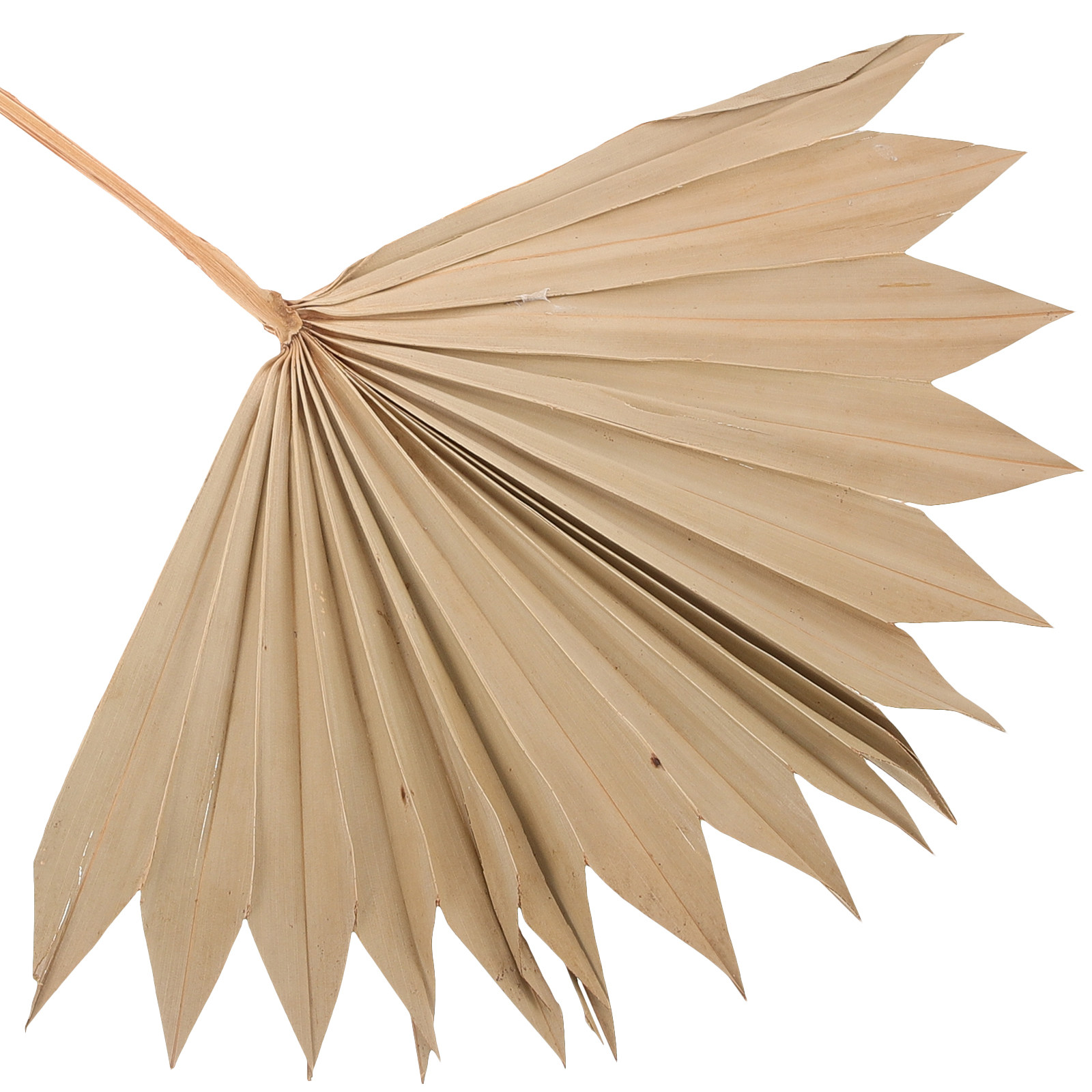 พัดใบปาล์มแห้งธรรมชาติ 4 ชิ้น  - Palm Leaf Dried บทวิจารณ์และราคา