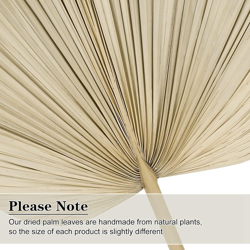 ใหม่ 6PCS แห้งใบปาล์มแห้งธรรมช - Palm Leaf Dried บทวิจารณ์และราคา