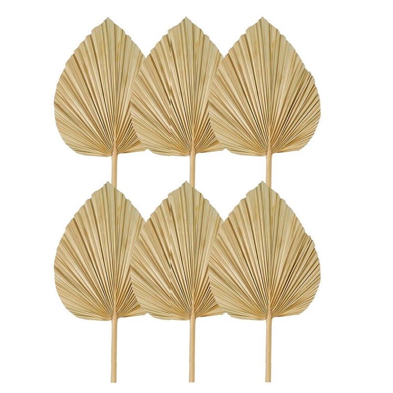 ใหม่ 6PCS แห้งใบปาล์มแห้งธรรมช - Palm Leaf Dried บทวิจารณ์และราคา
