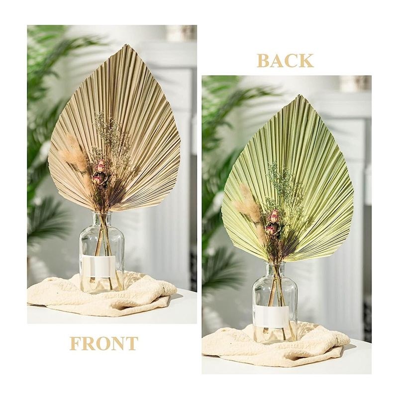 A27F-6 ชิ้น ใบปาล์มแห้งธรรมชาต - Palm Leaf Dried บทวิจารณ์และราคา