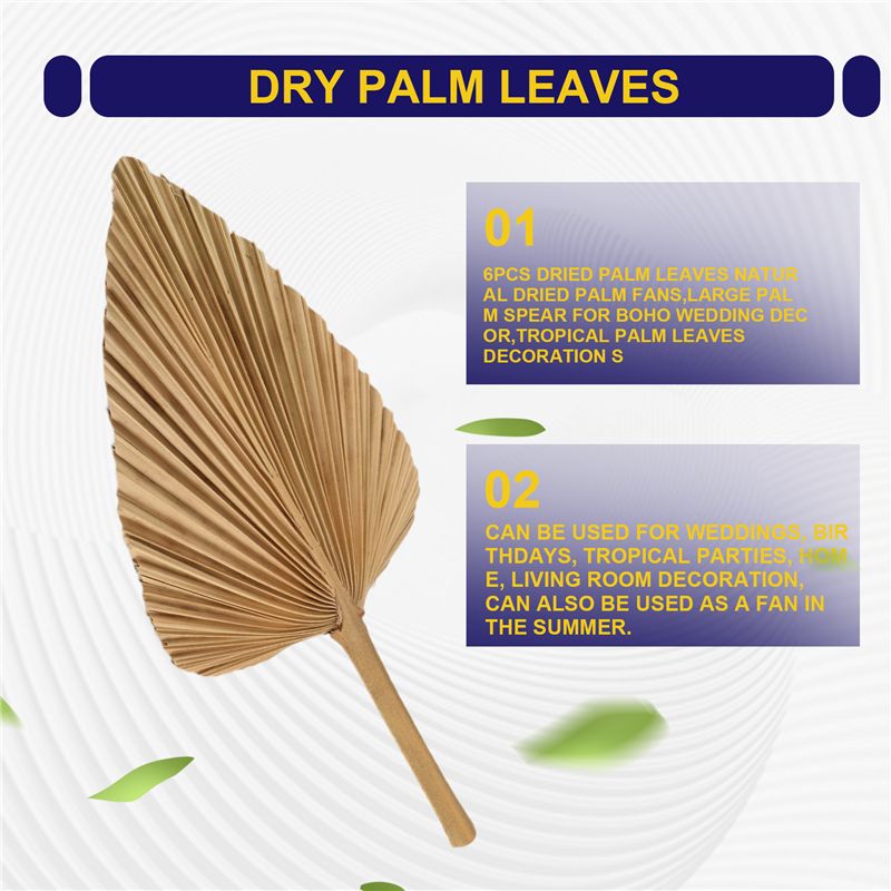 ใบปาล์มแห้ง ABKO-6PCS ใบปาล์มแ - Palm Leaf Dried บทวิจารณ์และราคา