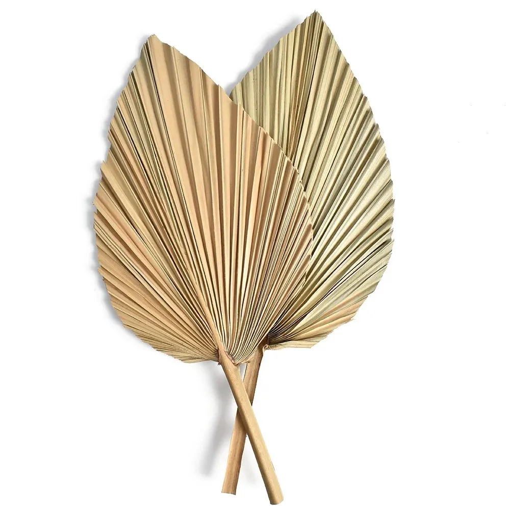 ใบปาล์มแห้งธรรมชาติ, ช่อดอกไม้ - Palm Leaf Dried บทวิจารณ์และราคา