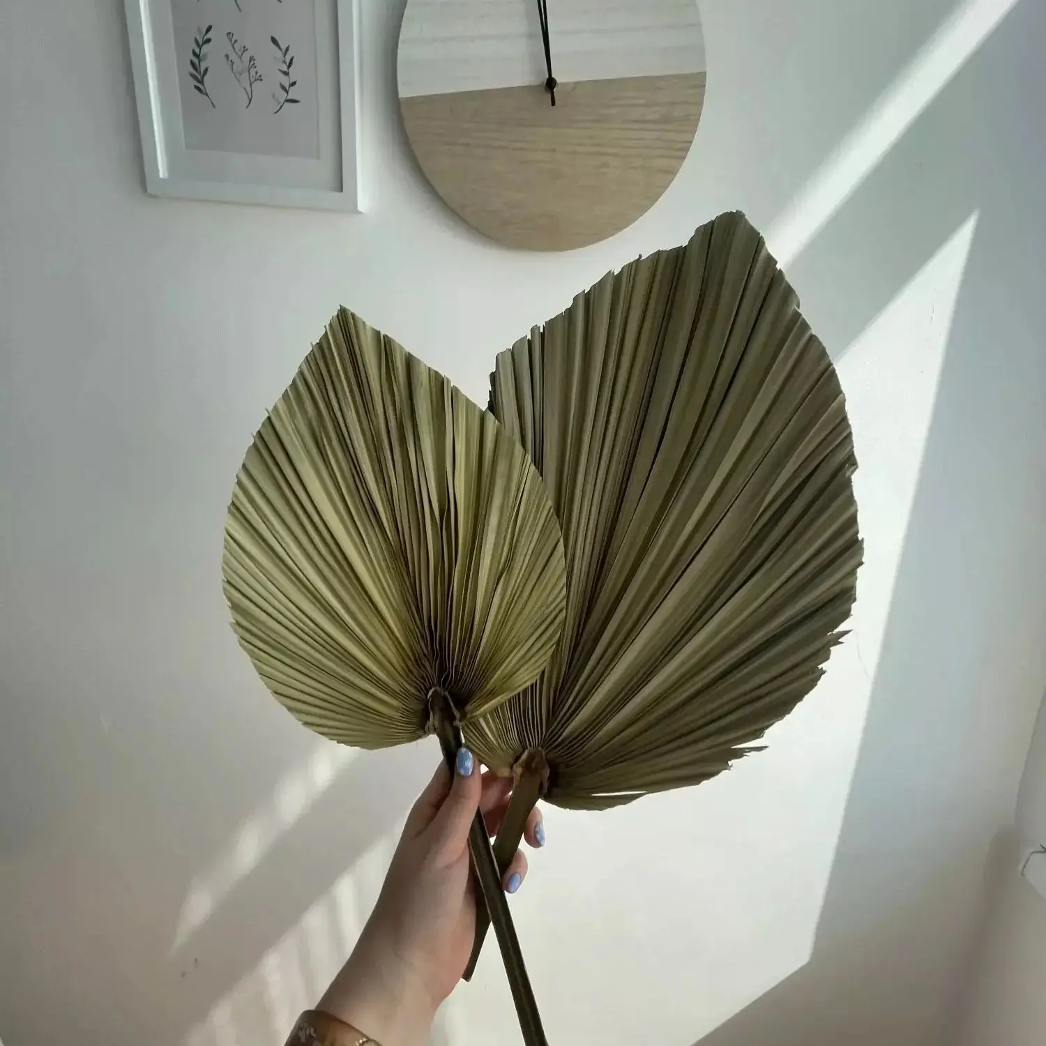 ใบปาล์มแห้งธรรมชาติ, ช่อดอกไม้ - Palm Leaf Dried บทวิจารณ์และราคา