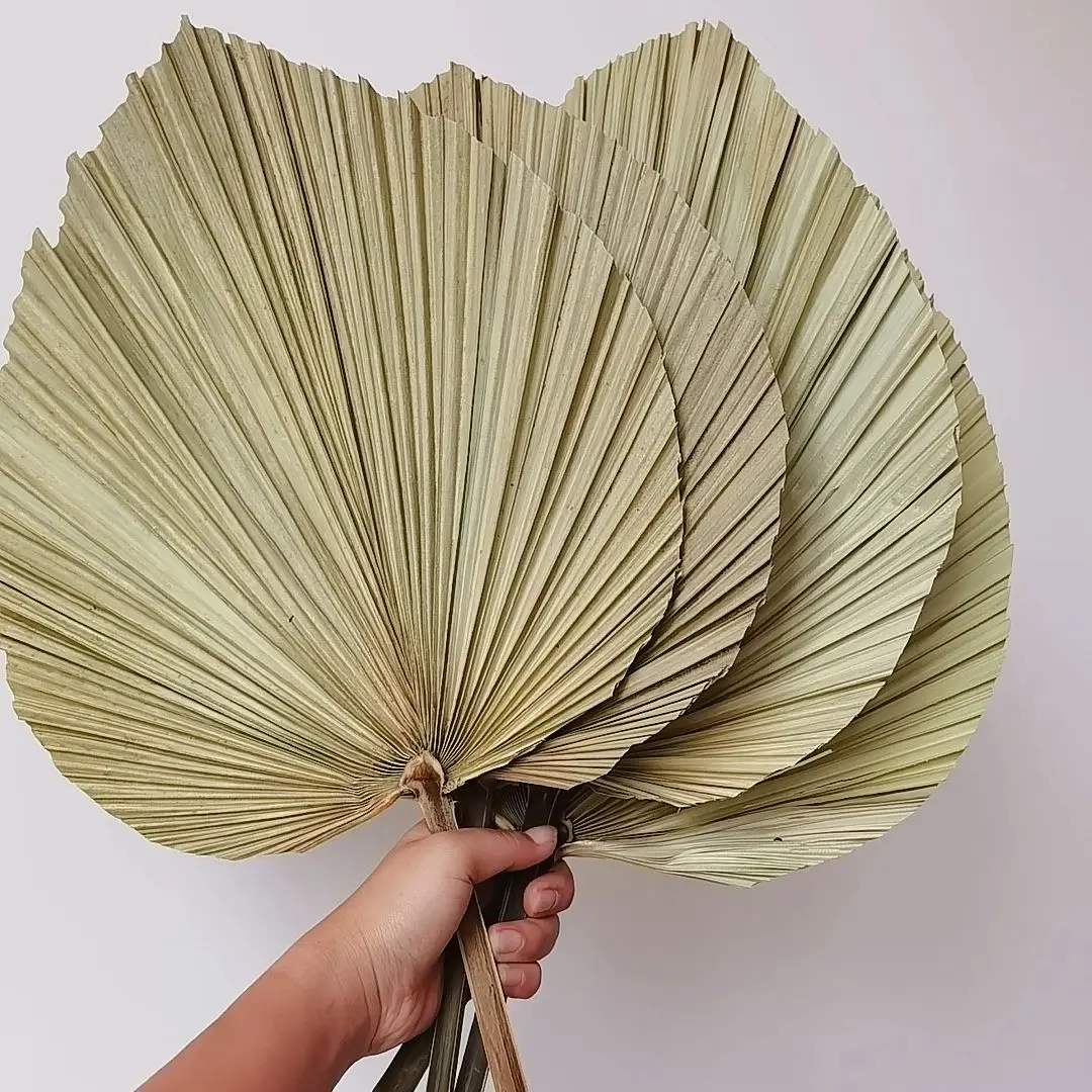 ใบปาล์มแห้งธรรมชาติ, ช่อดอกไม้ - Palm Leaf Dried บทวิจารณ์และราคา
