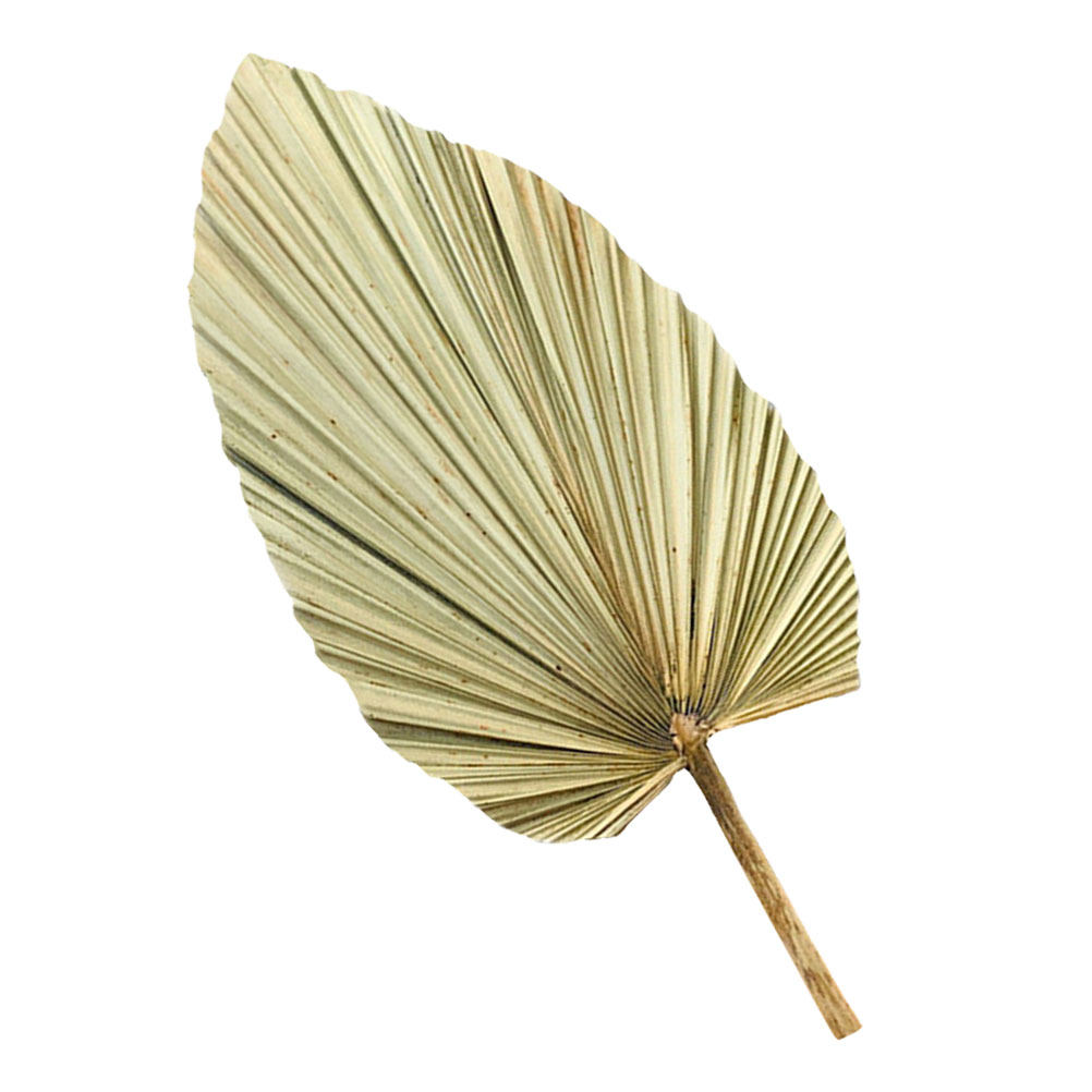 ใบปาล์มแห้งธรรมชาติ 1 ชิ้น สำห - Palm Leaf Dried บทวิจารณ์และราคา