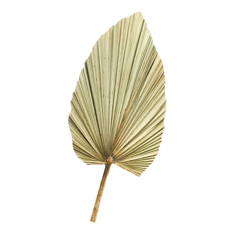 ใบปาล์มแห้งธรรมชาติ 1 ชิ้น สำห - Palm Leaf Dried บทวิจารณ์และราคา