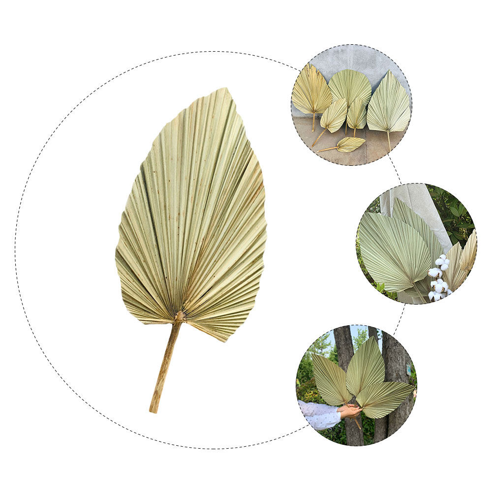 ใบปาล์มแห้งธรรมชาติ 1 ชิ้น สำห - Palm Leaf Dried บทวิจารณ์และราคา